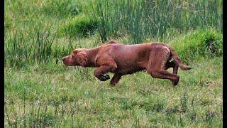 Gundog Training Quartering Exercise