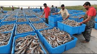 SHRIMP FARMING | How Million Tons of Shrimp Are Mass Farmed and Processed with Advanced Technology