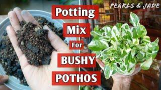 Prepare POTHOS Soil Mix for A Bushy Plant (Money Plant)