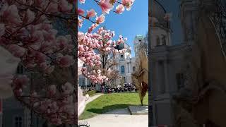 Magnolia trees in Salzburg 