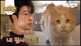 그렇게 (팔자에도 없던) 냥집사가 된다. ㅣPeople Chosen By Stray Cats Has Something Amazing In Common