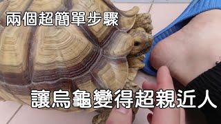 該怎麼做讓烏龜變得親近人呢???【九桃分享養爬蟲-《Reptiles》】