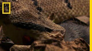 The Bushmaster Breeds Killer Babies | National Geographic