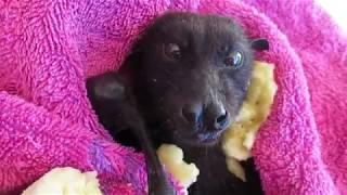 Newly rescued bat stuffs his cheeks with banana