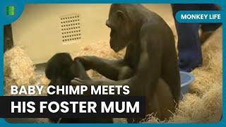 Chimp Motherhood - Monkey Life - S01 EP14 - Documentary