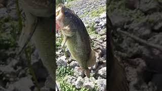 Nice largemouth on a Booyah Pond Magic spinner with a Mr Twister Black Back Shad trailer #fishing