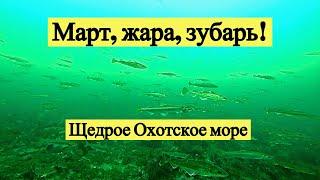 Март, жара, зубарь! Щедрое Охотское море. Подводная съёмка!