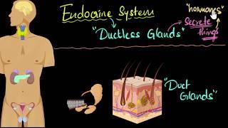 Endocrine system (major hormones & functions) | Control & Coordination | Biology | Khan Academy