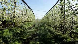 Apfelblüte - Eisblüte in Tramin