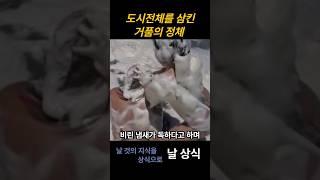 도시를 삼킨 거품의 정체 #쇼츠 #상식 #거품 #바다