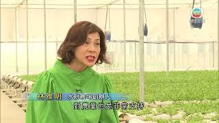 香港新聞｜無綫新聞｜30/06/23 要聞｜【大灣區解碼】港人北上引入水耕種植 產量倍增兼環保｜ TVB News