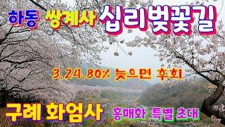 하동 쌍계사 십리 벚꽃 터널 만개/ 지금80% 개화/ 지리산 녹차 와 벚꽃/ 구례 화엄사 홍매화 듬/ 섬진강 벚꽃길 아름답습니다.