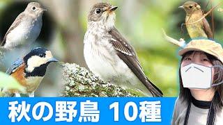 渡りシーズン到来！秋は鳥がいっぱい【野鳥撮影vlog】