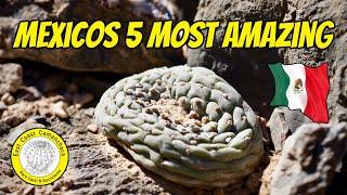 Top 5 wild cacti of the chihuahuan desert 