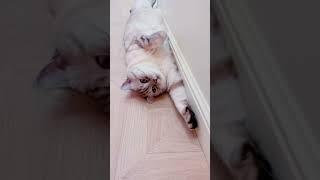 Голодный обморок классический.