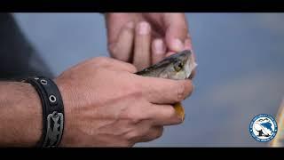 Official video 4k - Outdoor Transylvania Fly Fishing Romania