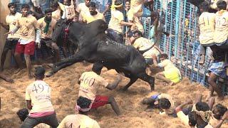 Kirungakottai Jallikattu 2022 Best Maatu Videos | கிருங்காகோட்டை ஜல்லிக்கட்டு 2022 Videos