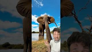 The African Bush Elephant is the real top of food chain