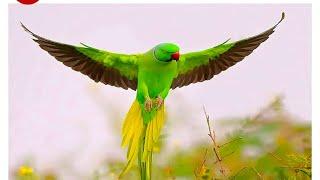 Best Parrot Voices - Funny Parrots