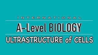 A Level Biology: Ultrastructure of cells