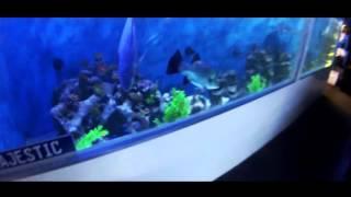 Richard Wilkins talks about Shark Feeding at Majestic Aquariums on smoothfm