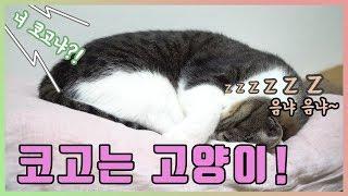 고양이 코고는 소리 ASMR, 고양이 코골이 꼬동! snoring cat