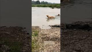 The homeless man found a river and let the golden retriever take a bath in it‍️