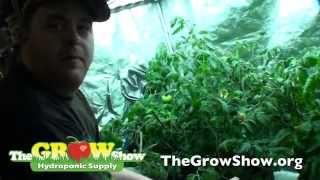 Deep Water Culture Explained - Hydroponic Supplies & Equipment for DWC