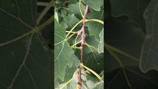 Aspen (Populus tremula) - twig, buds & petioles - August 2019