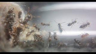 Лазиус умбратус. Lasius umbratus. Развитие, первое поколение рабочих.