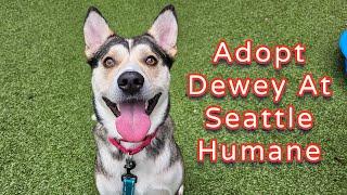 Adopt Dewey At Seattle Humane