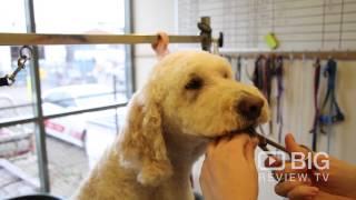 Dogs Only Grooming, a Pet Groomer in Sydney for Dog Grooming or for Dog Care