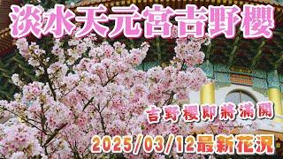 2025 淡水天元宮吉野櫻即將滿開 I 入口處約開5~6成 天壇周圍約開8成 預計周末會是吉野櫻滿開的最佳觀賞期