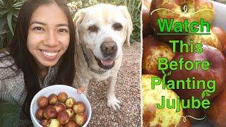 Why I Don’t Grow Jujube In The Ground