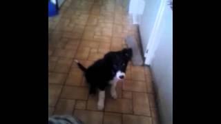 Hashka puppy border collie 3 months old