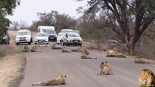 Largest Lion Pride Ever Blocking Road In Kruger Park