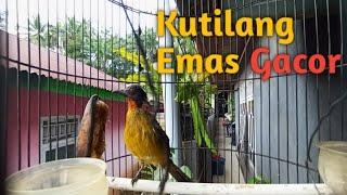 kutilang emas gacor