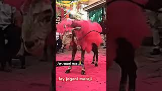 Jay Jogni maa paldi lilubaa. regdi. bharat buvaji. #viralvideo #paldi #buvaji #jayjognimaa