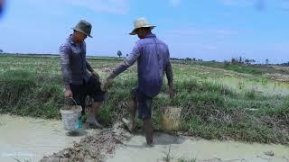 a Lot Fish Under Pound on Dry Season | Finding Fish in Secret Mud Hole on Dry Season