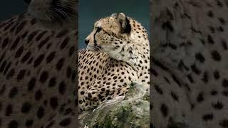 10 Mind-Blowing Cheetah Facts You Didn't Know!