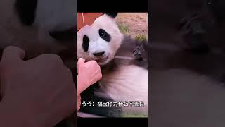 Panda Fubao