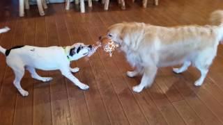 Puppy vs. Big Dog Tug of War Battle! - English Cream Golden Retriever - 4 Years Old