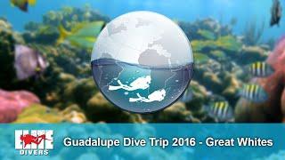 Elite Divers - Guadalupe Scuba Diving Trip 2016