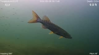 ROV Films Muskie Hunting Baitfish (Lake Geneva, WI)