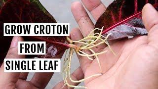 Grow Croton from Leaf in Water - No SOIL Needed!