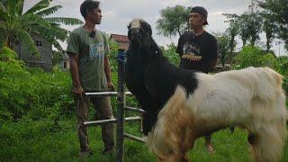 JUARA 1 D JANTAN ASOKA DAN TIGA PEJANTAN SUPER ANGKASA FARM DI KELUARKAN