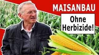 Bio Maisanbau - Erfolgreiche Unkrautregulierung mit Hacke und Striegel!