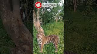 , शेर #video #tiger #sher #animals #lion #शर #wildlife #अजगर #snake #आदम