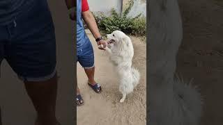 ZOZO ke sath Masti #shortvideo #viral #doglover #shorts #vlogerveera