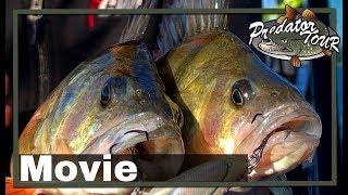 HOME OF SCANDINAVIAN FISHING COMPETITION LAKE VÄNERN MOVIE | Predatortour Sweden 2017 | Fishing